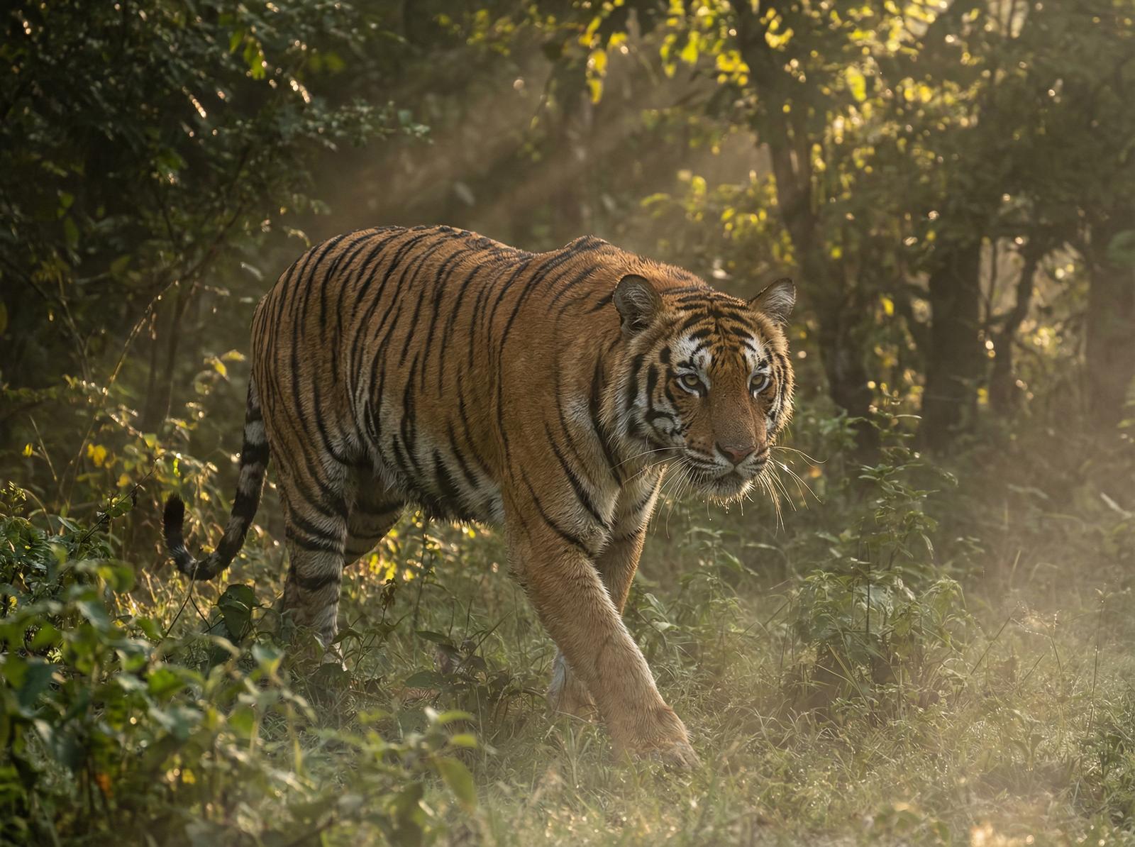 免费看片老虎丛林视频